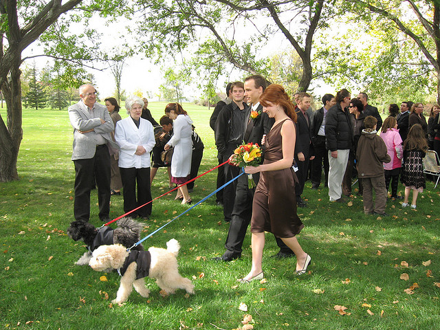 pet_wedding_plan02