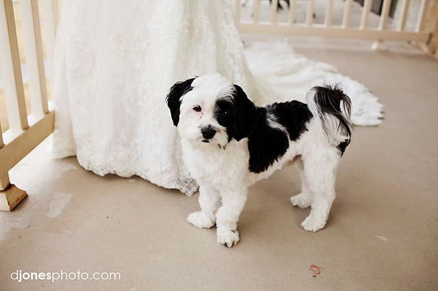 pet_wedding_plan03