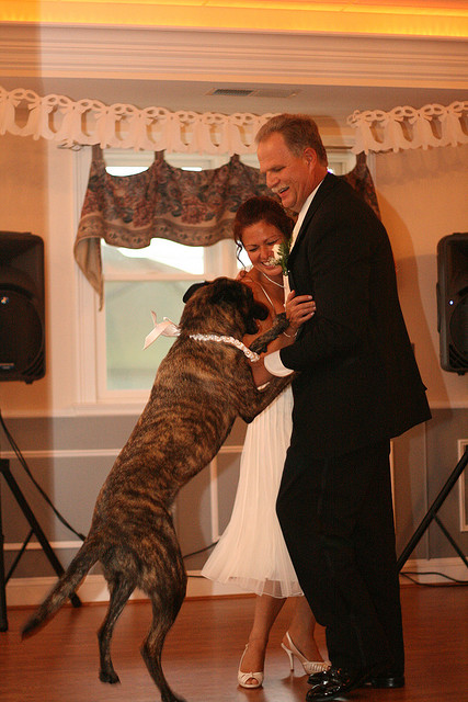 pet_wedding_plan07