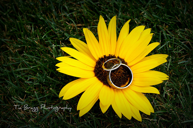 sunflower_theme07