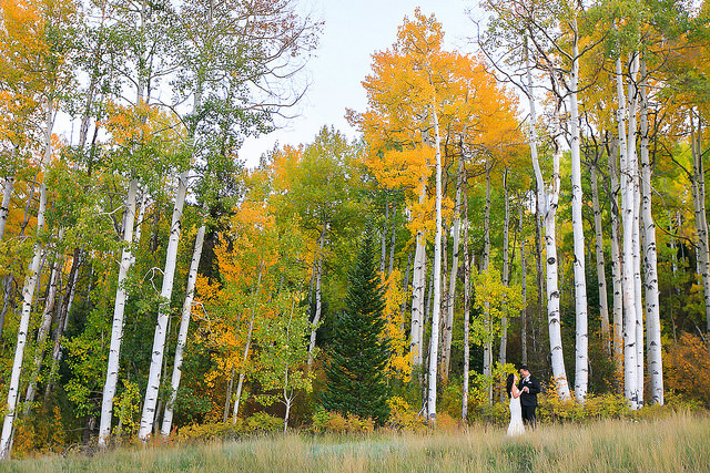 tree_wedding