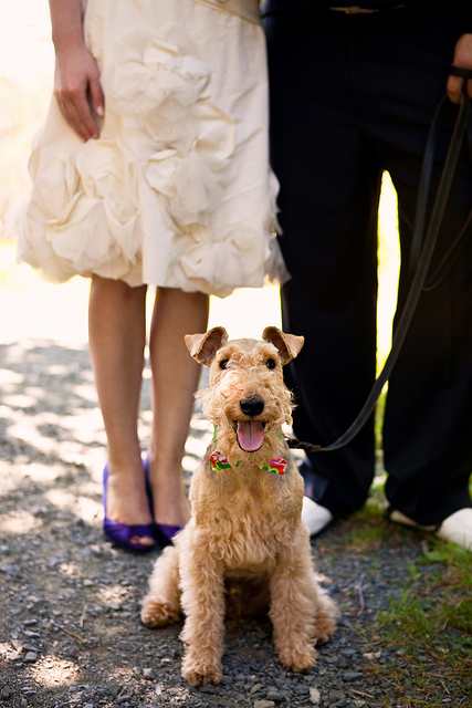 wedding_dogs13